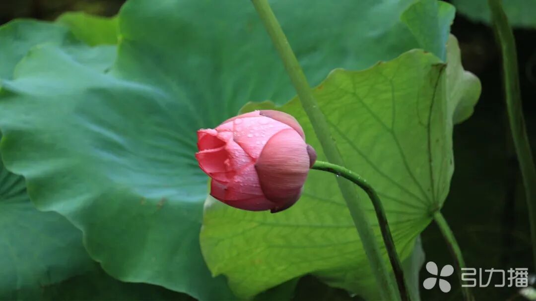 静待花开,倒计时8天!