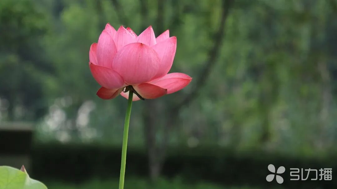 静待花开,倒计时8天!