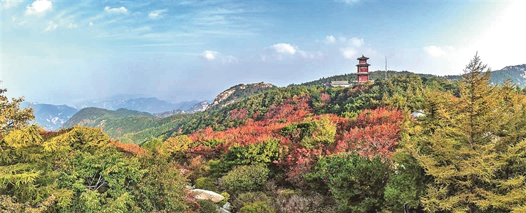山东泰安泰山:古木凝翠 万物竞发 山东泰安泰山:古木凝翠 万物竞发
