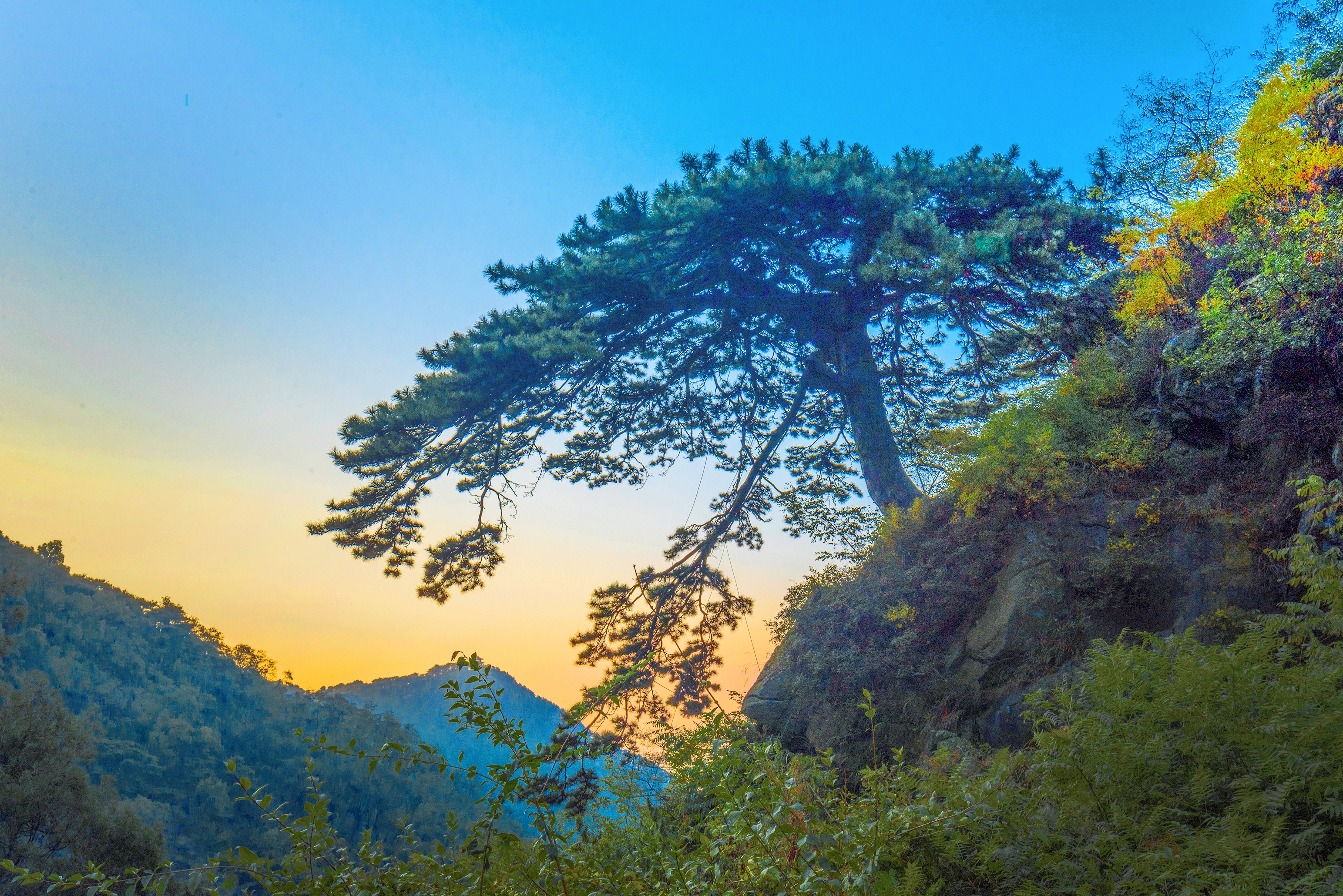 特稿丨古树生泰山 文脉传千年
