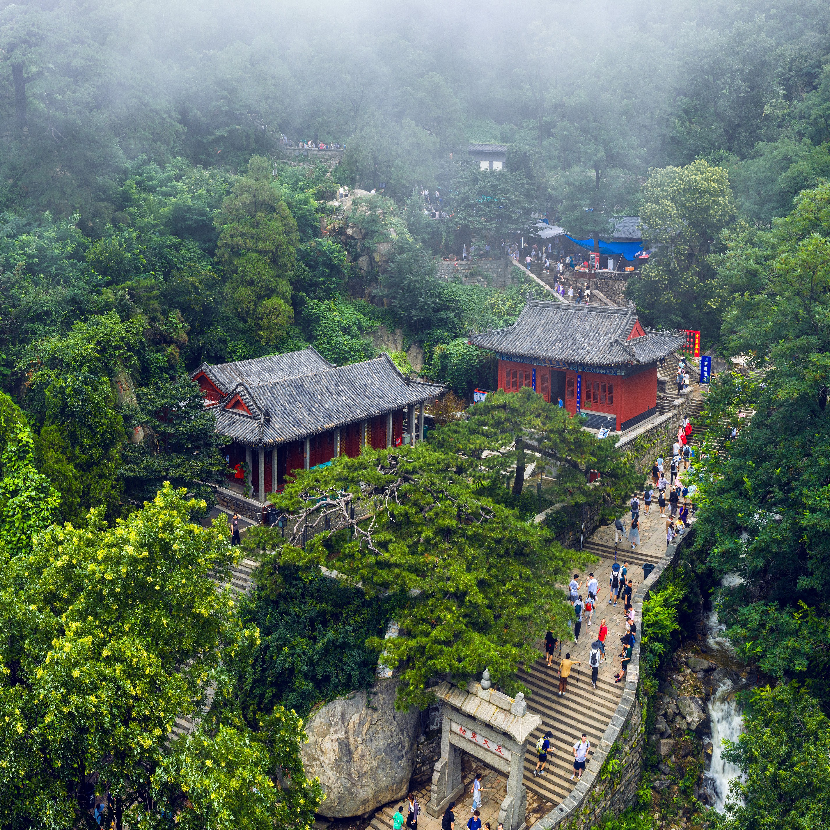 特稿丨古树生泰山 文脉传千年