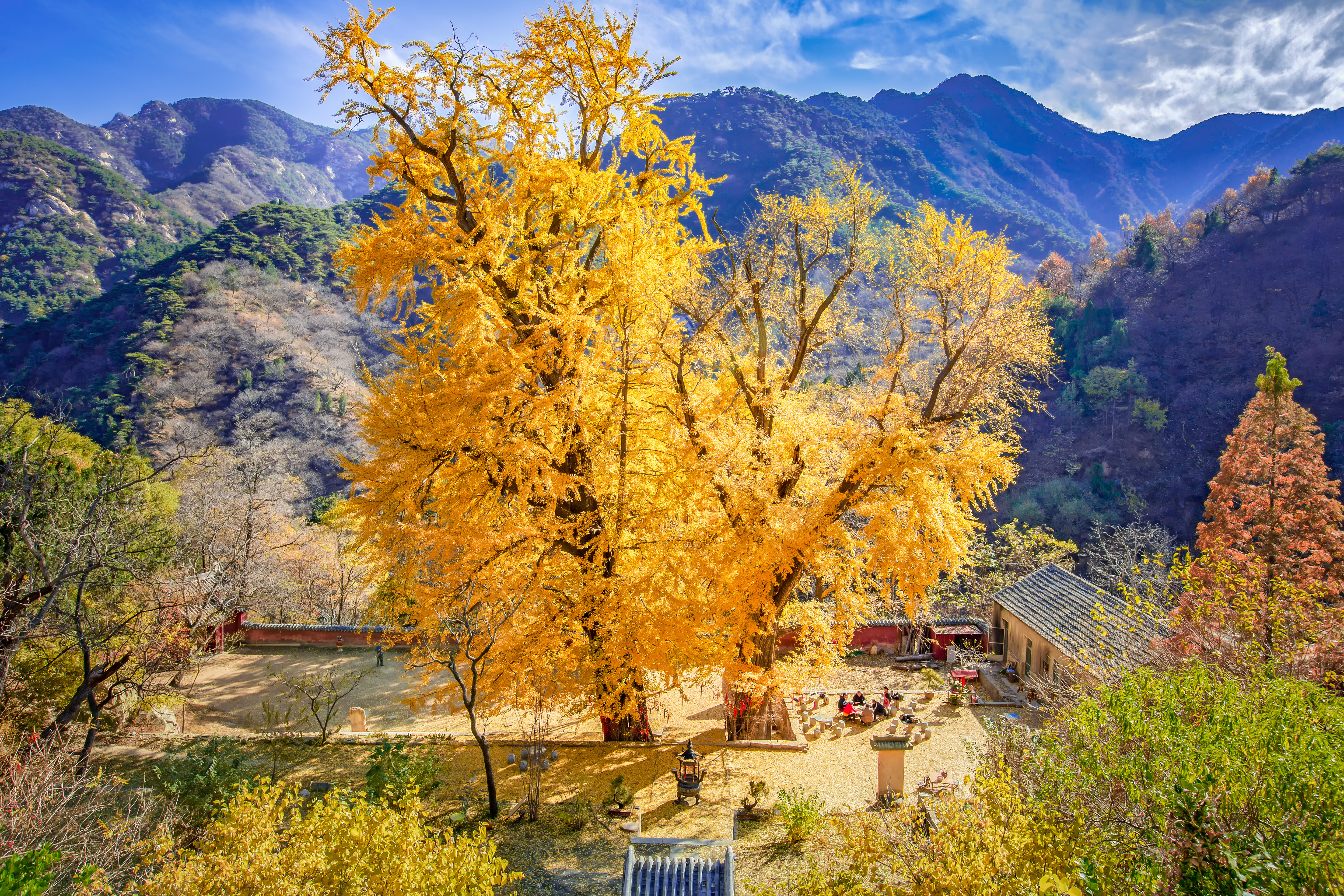 特稿丨古树生泰山 文脉传千年