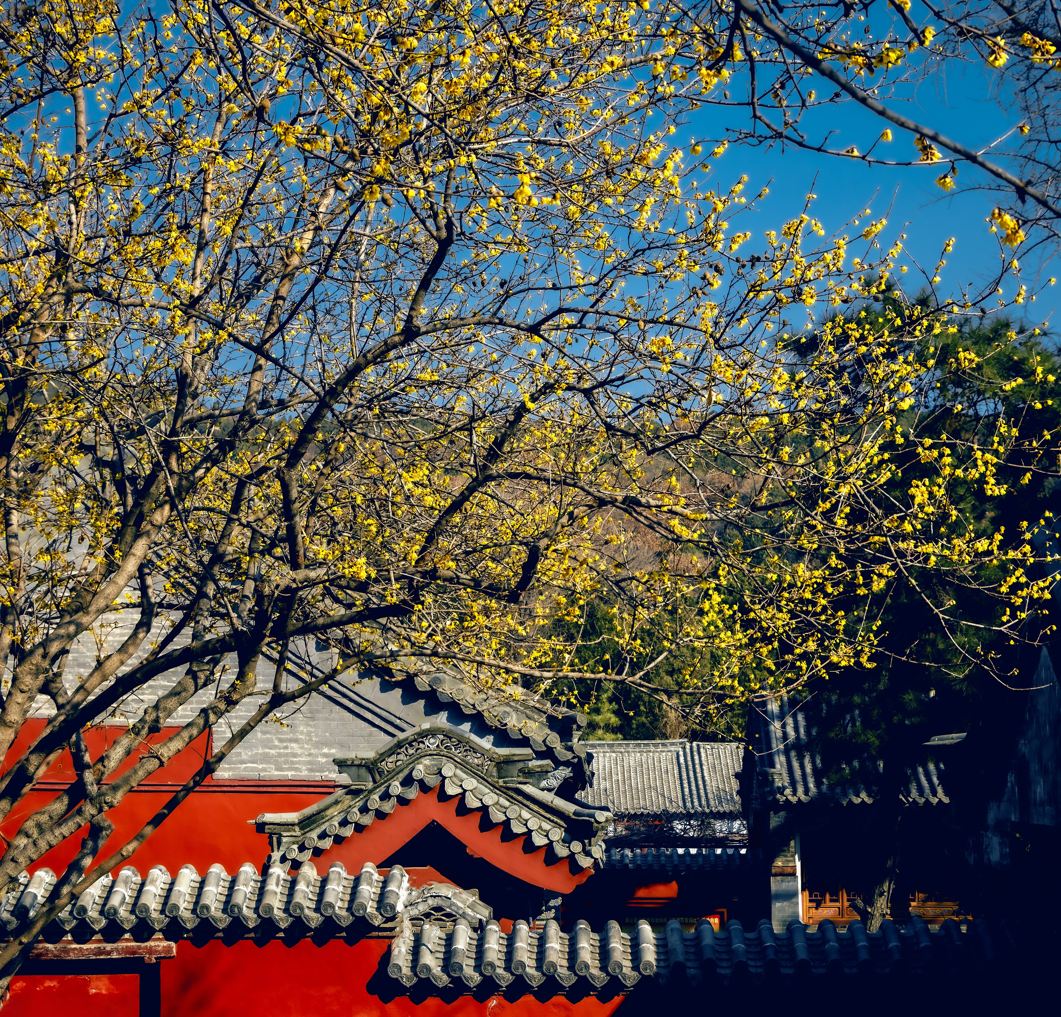 特稿丨古树生泰山 文脉传千年