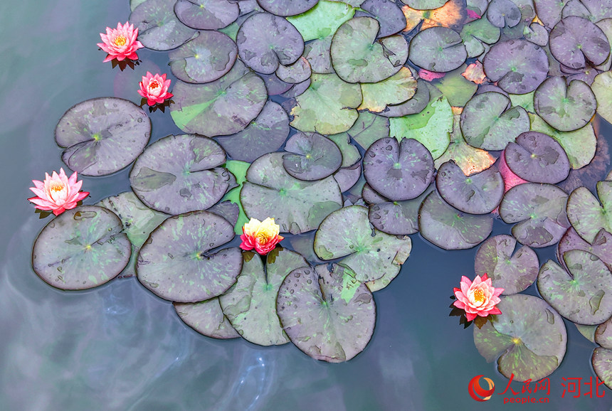 河北衡水湖:鸟育雏忙 莲绽娇颜 衡水湖双色莲嫣然绽放,风姿别致。人民网记者 商帆摄