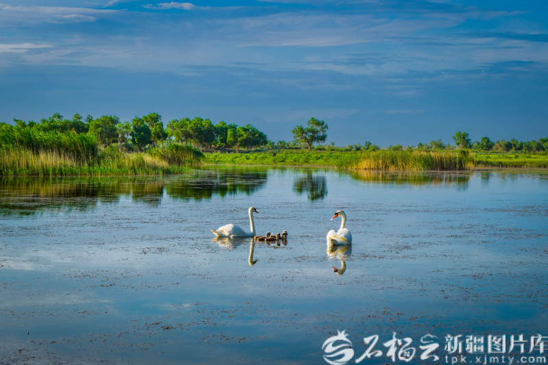 美丽新疆丨“沙海生翠”惊叹世界