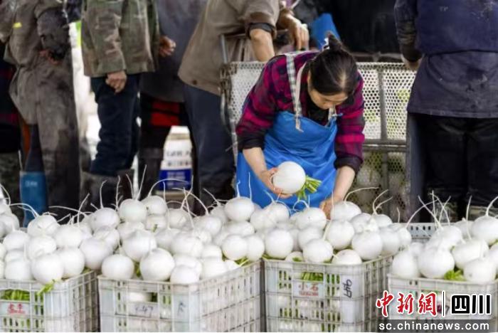 简阳:一街道荣获双“国字号” 解锁特色农产品出圈密码 简阳:一街道荣获双“国字号” 解锁特色农产品出圈密码