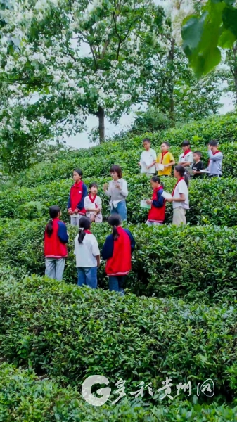 大山深处点灯人之《诗芽:破土而生》