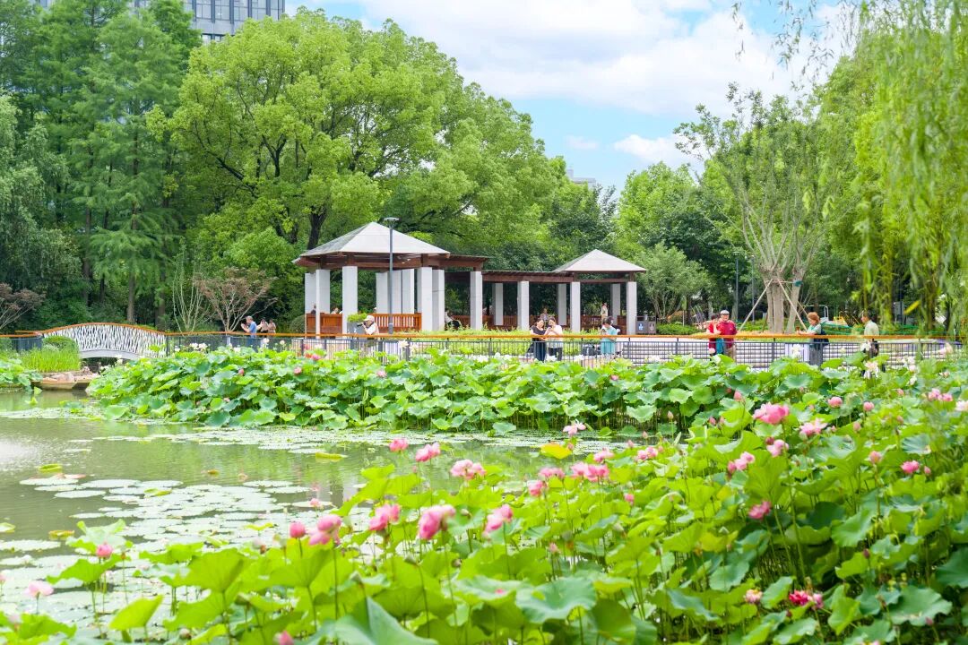 节气里的普陀:夏至风渐盛,万物皆繁茂