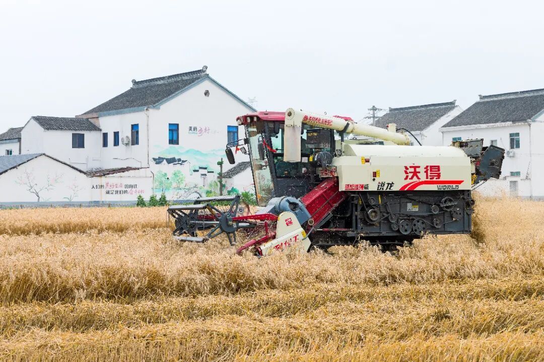 “麦”向丰收！苏州浒墅关护航颗粒归仓
