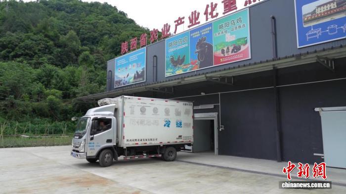 育销双向协同发力 略阳乌鸡产业走出特色振兴路