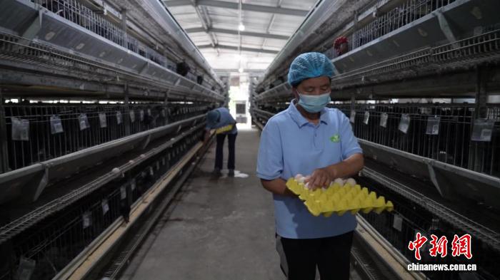 育销双向协同发力 略阳乌鸡产业走出特色振兴路