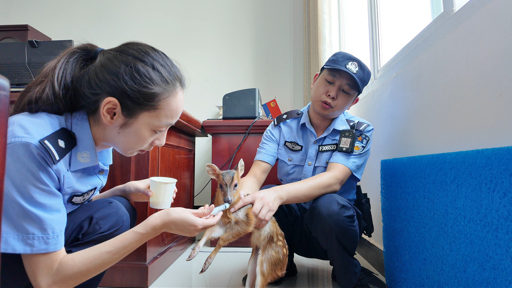 警民接力!国家保护动物麂子幼崽被成功救助 警民接力!国家保护动物麂子幼崽被成功救助