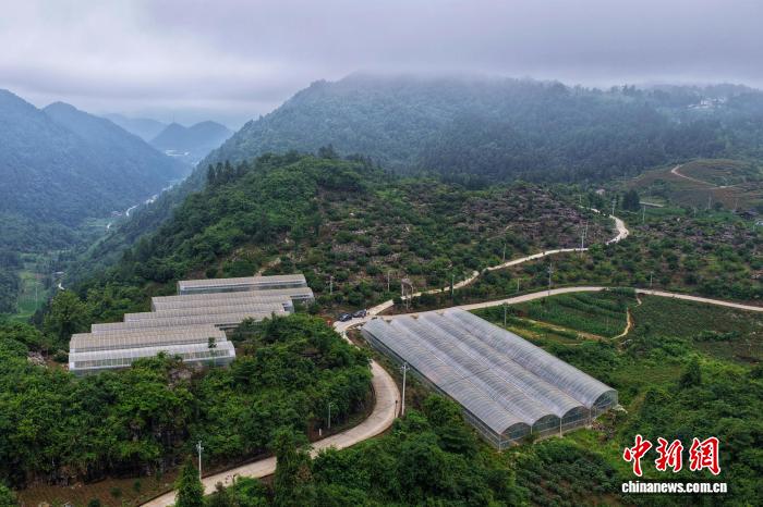 (乡村行·看振兴)湖北来凤:“红果”变“金果” 铺就甜蜜振兴路
