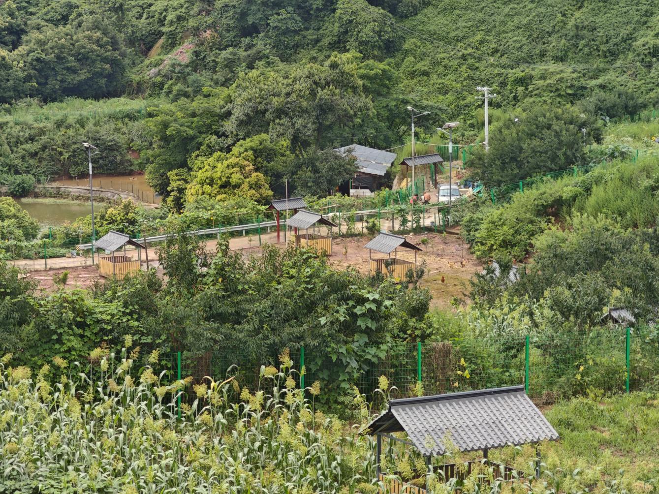 老年友好 家门口见|产业与养老双向奔赴，重庆金刚村走出自给自足的“幸福路”