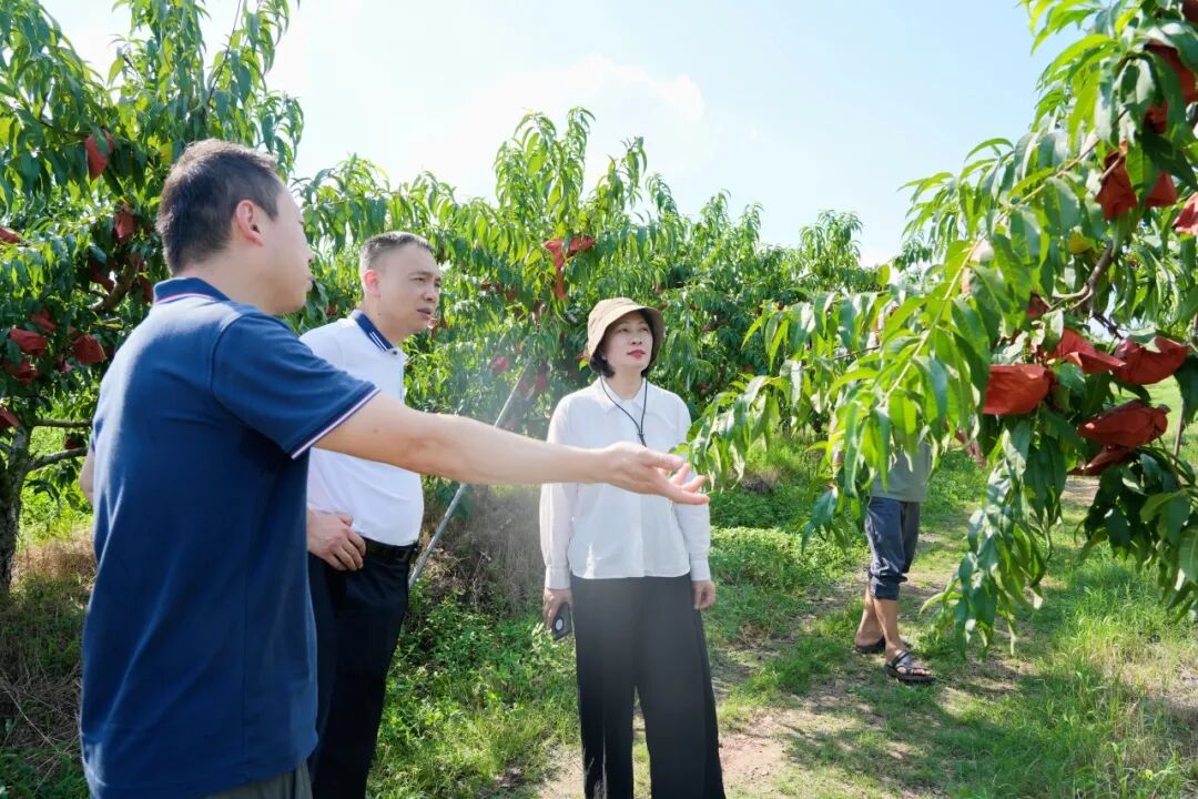 华科大管理学院EMBA“乡村振兴公益基金”捐赠仪式暨2026年“认领一棵桃树”消费帮扶启动仪式举行