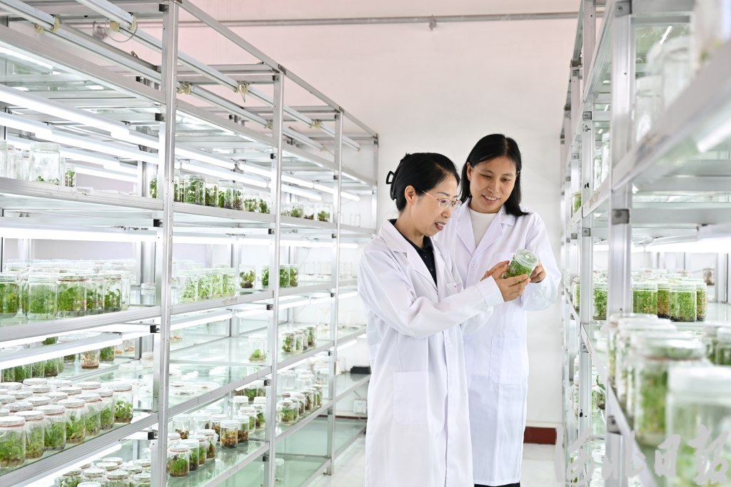 激活农业“芯片” 护航种业振兴——《河北省种业条例》解读 激活农业“芯片” 护航种业振兴——《河北省种业条例》解读
