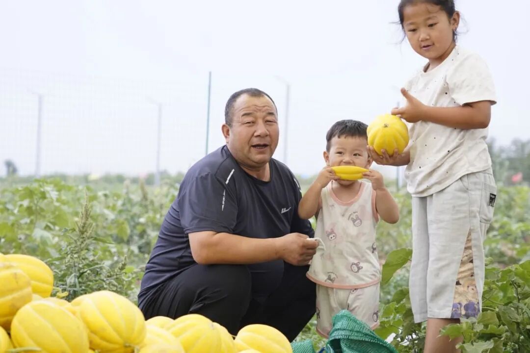 一颗老汉瓜,串起了三坪农场的四季~