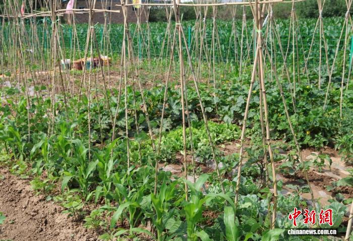 边角地变身“聚宝盆” 山西忻州共享菜园激活城郊“沉睡资源”