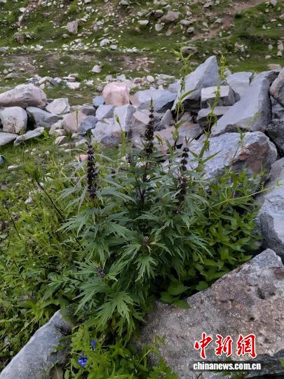 时隔97年 中国特有珍稀植物“五台山益母草”再现