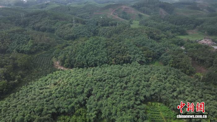 广西兴业千亩麻竹笋迎丰收 “岭南山珍”成富民产业