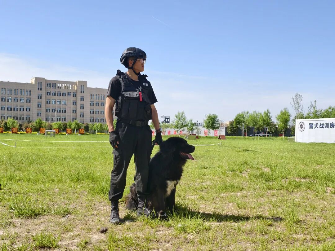 百万级基因位点实证:新疆牧羊犬有了“中国籍”科学身份证