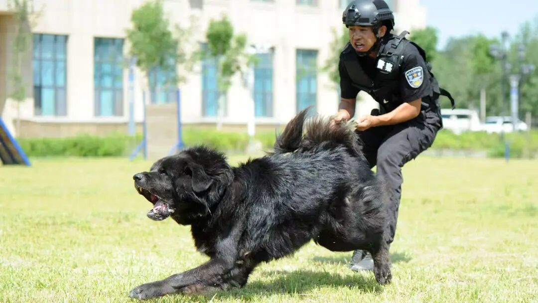 百万级基因位点实证:新疆牧羊犬有了“中国籍”科学身份证