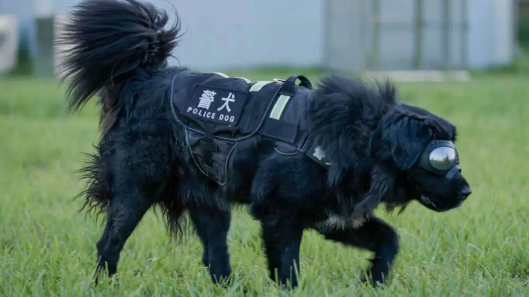 百万级基因位点实证:新疆牧羊犬有了“中国籍”科学身份证
