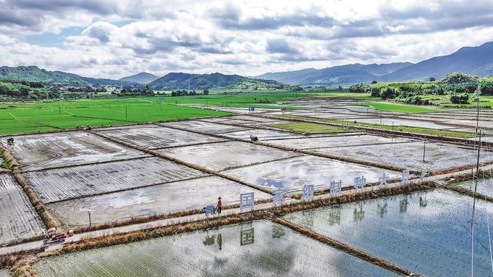 三明市精准施策夯实稻种产业根基