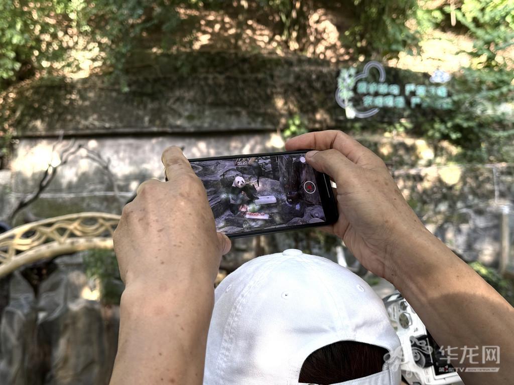 视频丨西瓜配冰块、泡澡戏水……重庆动物园为大熊猫、河马等动物巧制消暑“凉方” 视频丨西瓜配冰块、泡澡戏水……重庆动物园为大熊猫、河马等动物巧制消暑“凉方”