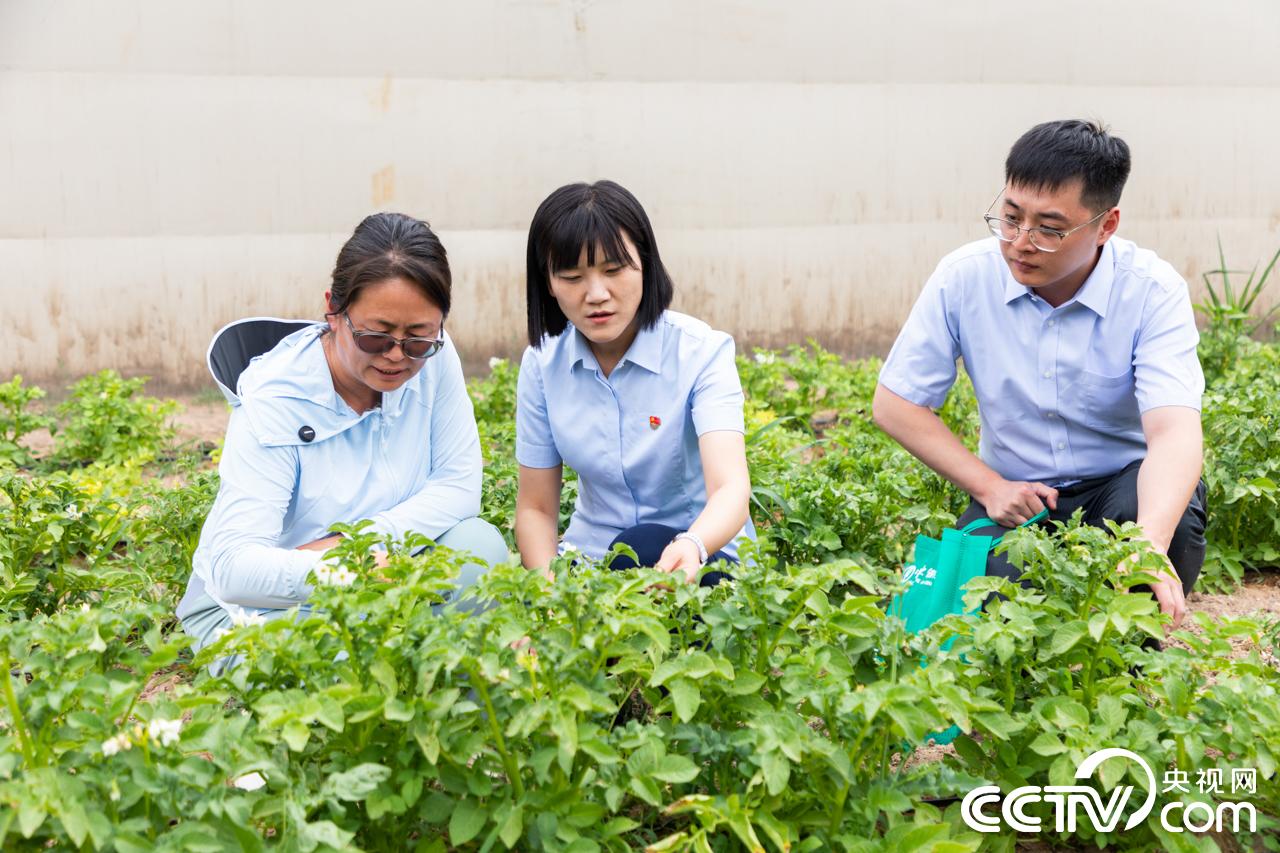 跨省“金融协同”推动闽宁协作从“单向帮扶”升级“双向赋能”