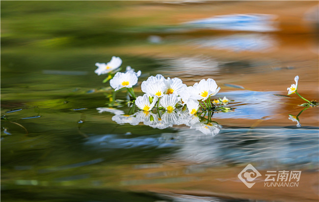长江十年行｜高原湖泊绽芳华