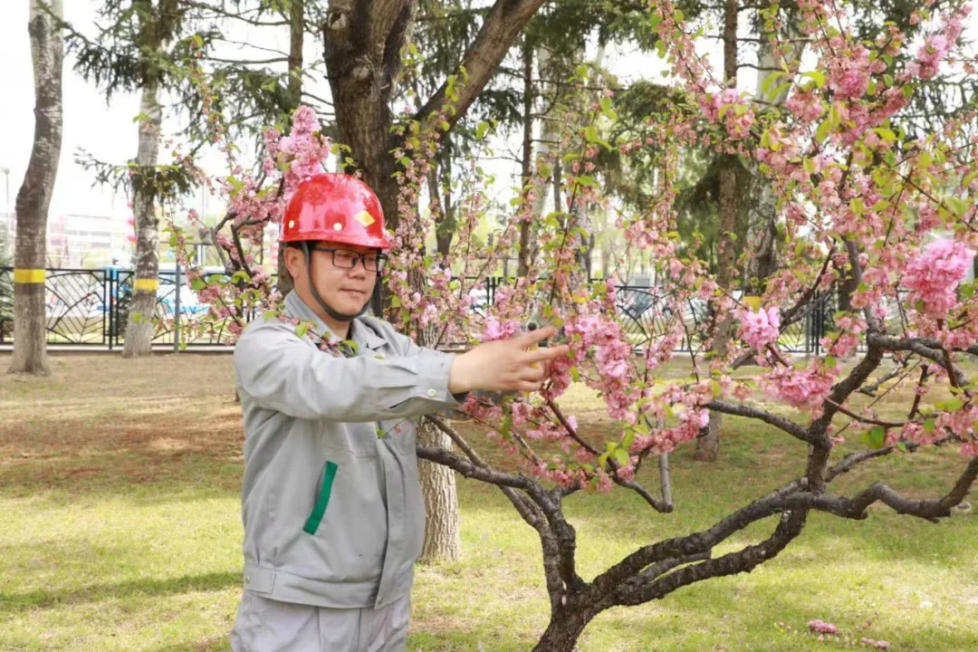 匠心绘绿!鲜花这样铺满延庆—— 匠心绘绿!鲜花这样铺满延庆——
