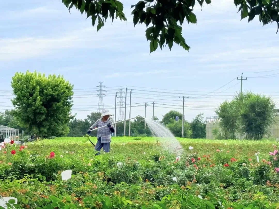 匠心绘绿!鲜花这样铺满延庆—— 匠心绘绿!鲜花这样铺满延庆——