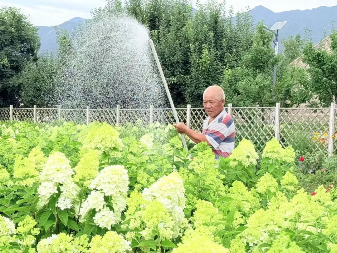 匠心绘绿!鲜花这样铺满延庆—— 匠心绘绿!鲜花这样铺满延庆——