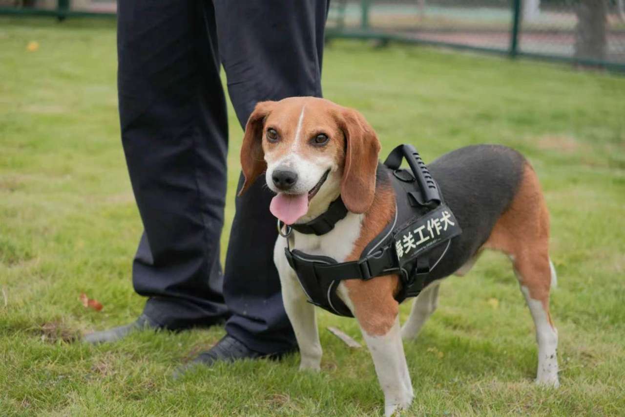 海关监管工作犬