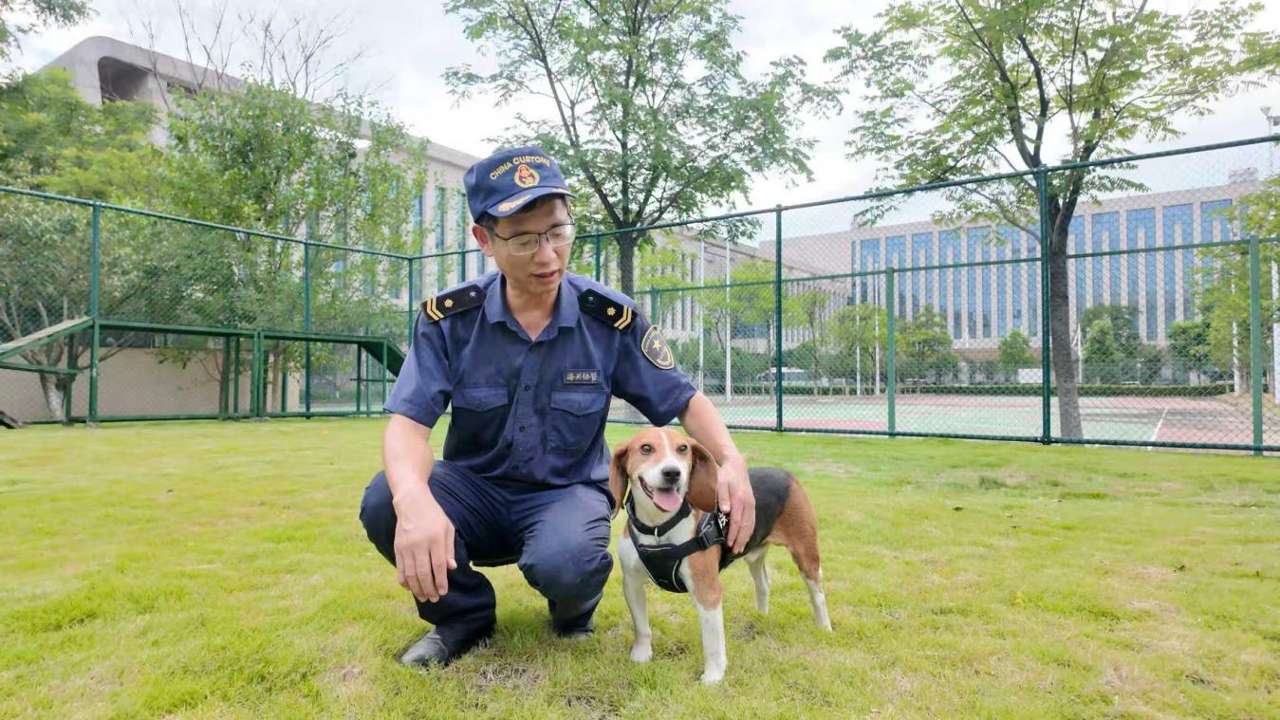 海关监管工作犬 (2)