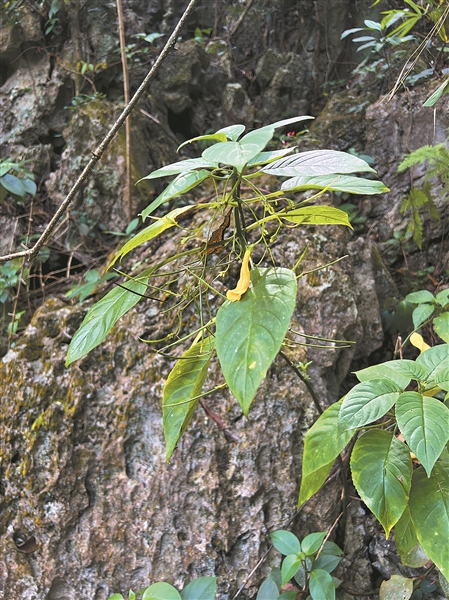 桂越科研团队合作发现植物新物种