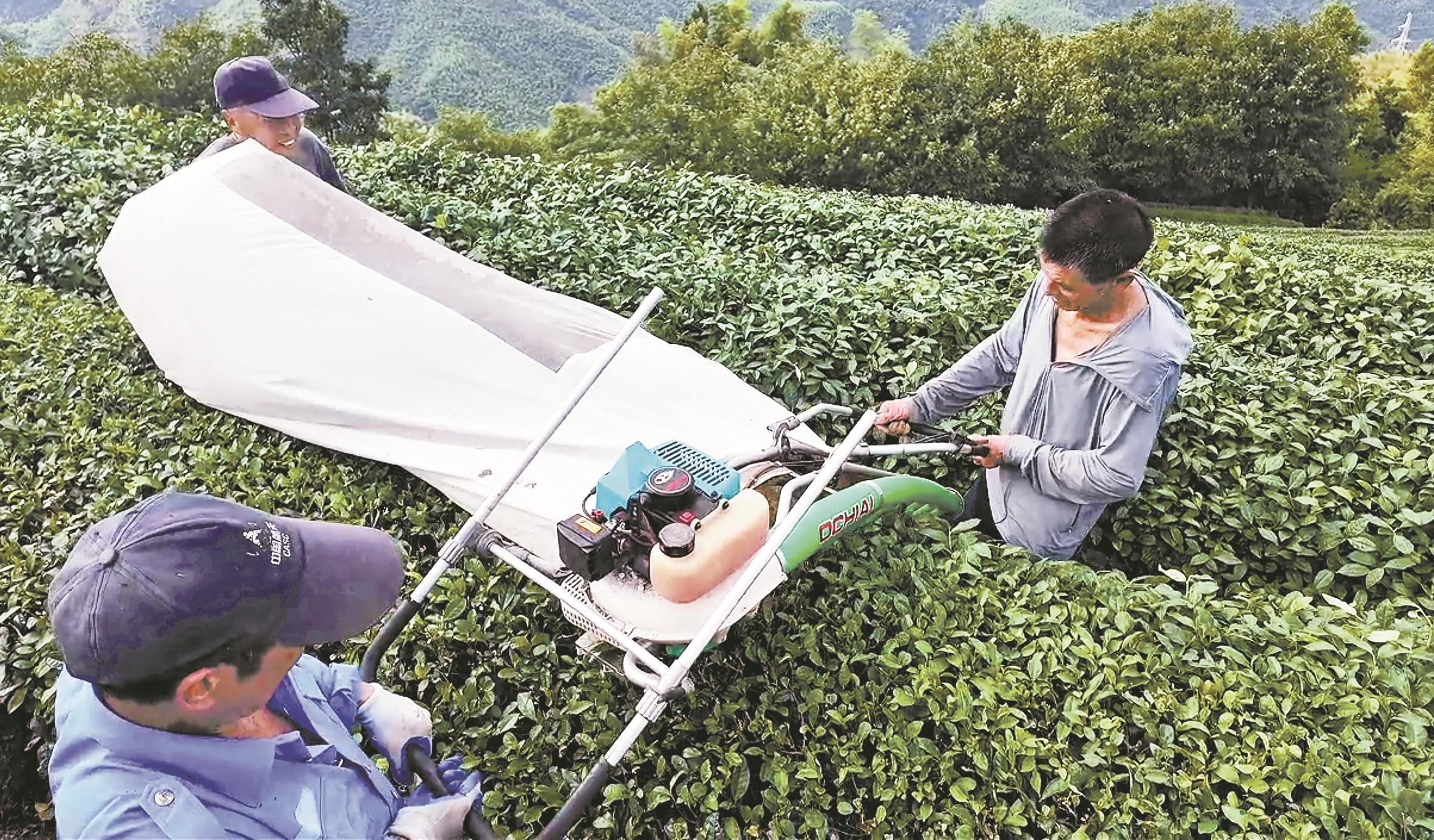 夏茶“变形记” 从无人问津到亩均增收超2000元