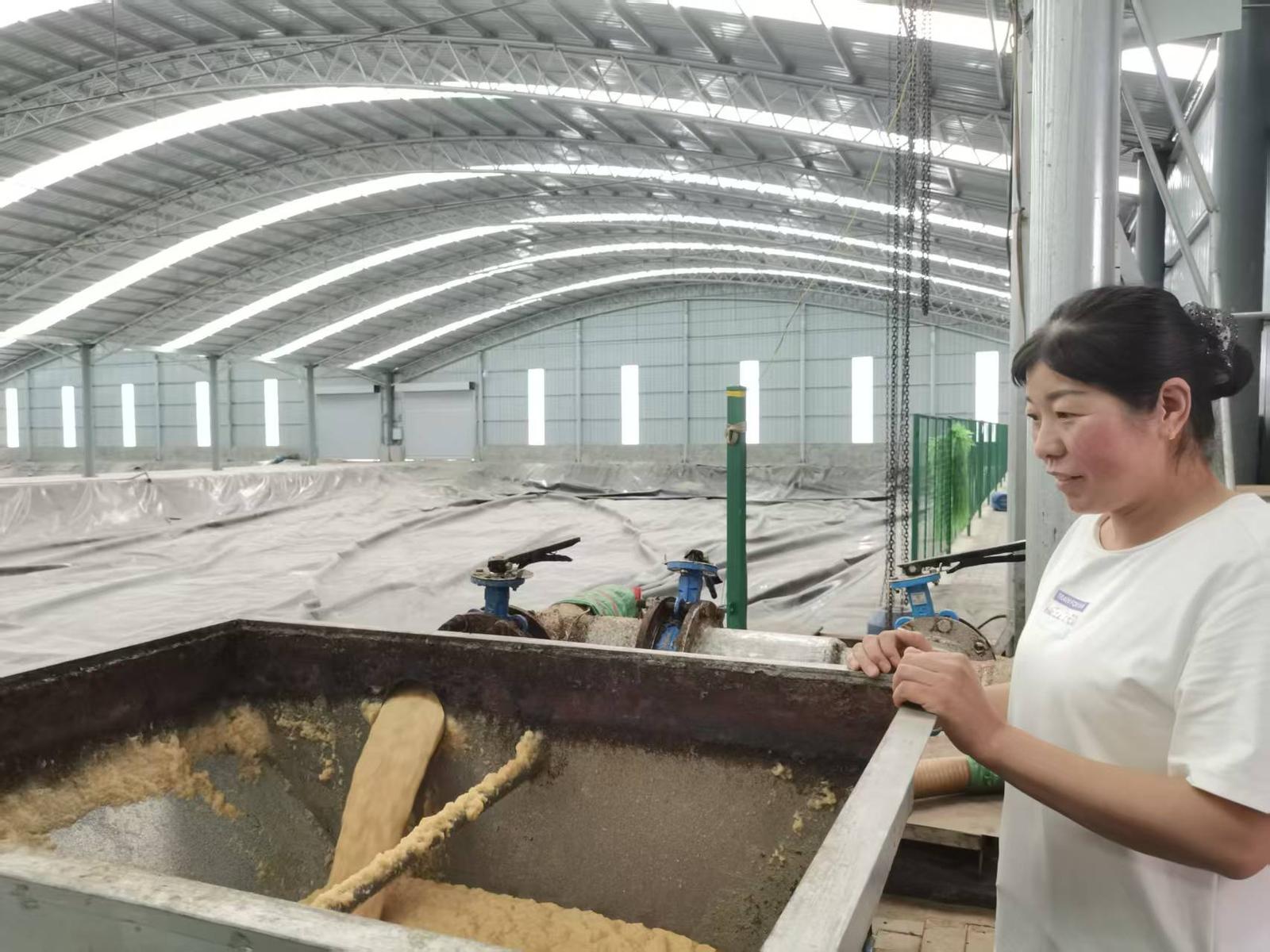 将污物变资源 化腐朽为神奇 固原废薯渣变牛羊美食 将污物变资源 化腐朽为神奇 固原废薯渣变牛羊美食