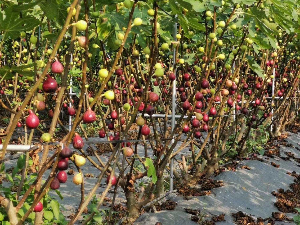 南京江宁小庭院里藏着“糖包子”，无花果撬动大钱景