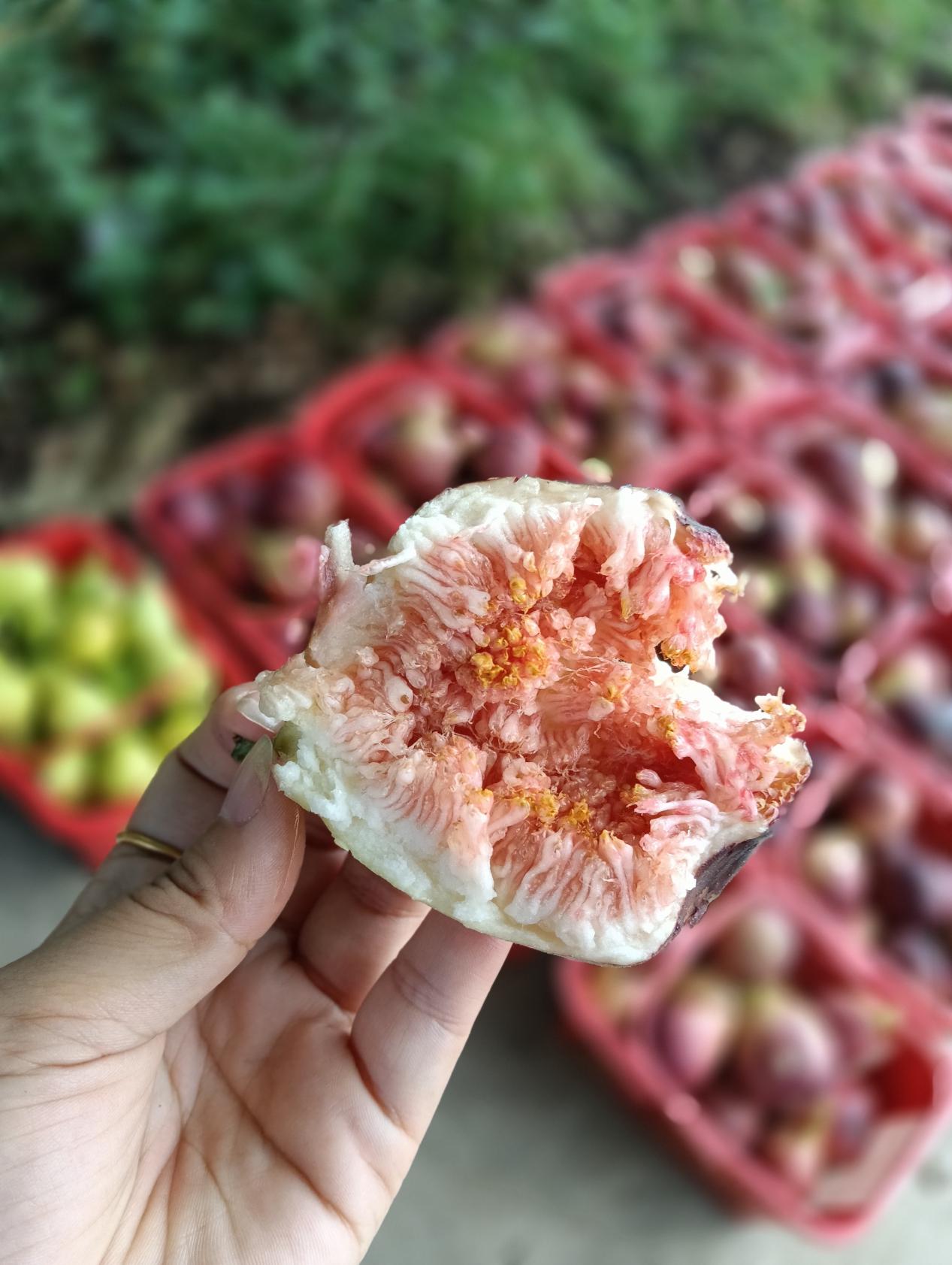南京江宁小庭院里藏着“糖包子”，无花果撬动大钱景