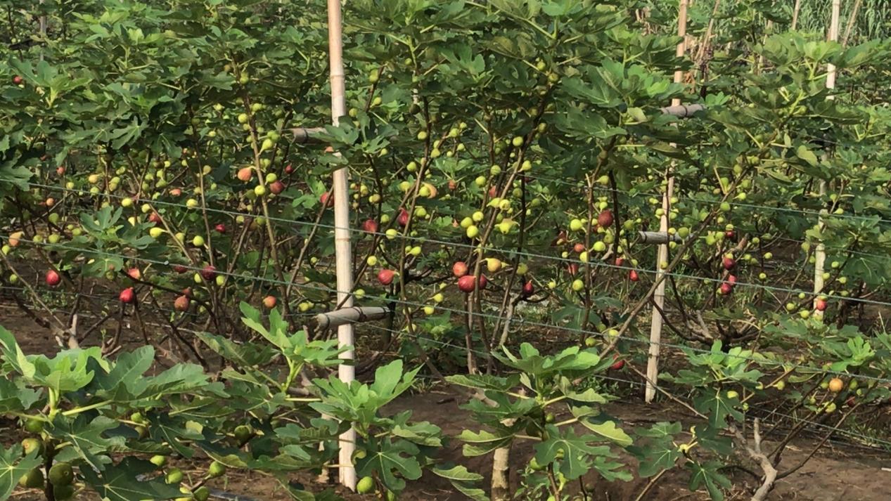 南京江宁小庭院里藏着“糖包子”，无花果撬动大钱景