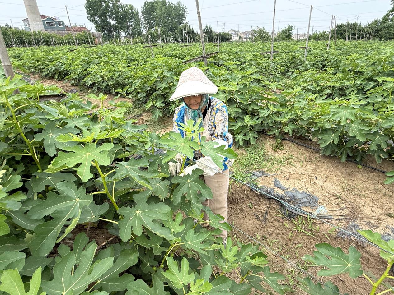 南京江宁小庭院里藏着“糖包子”，无花果撬动大钱景