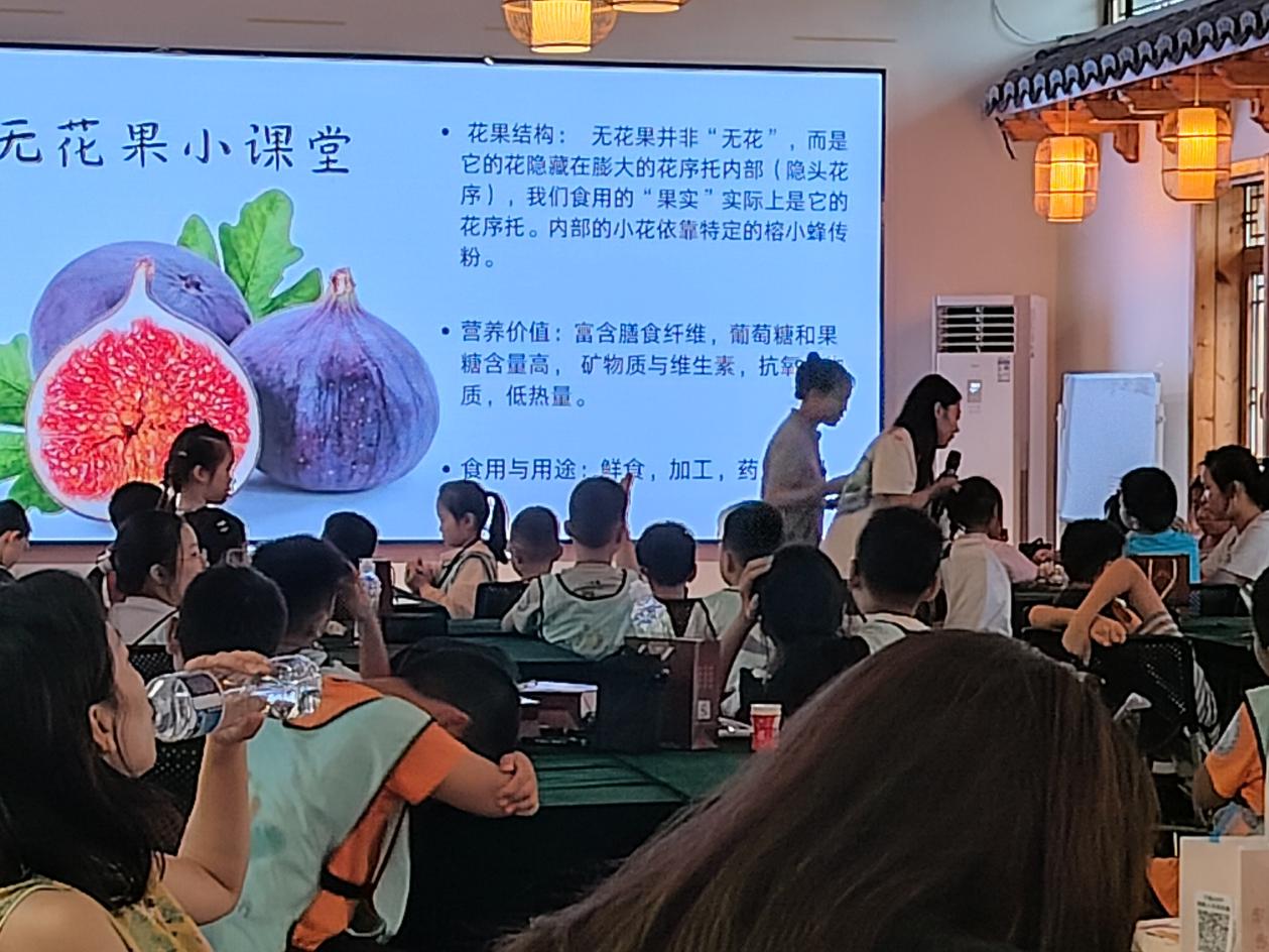 南京江宁小庭院里藏着“糖包子”，无花果撬动大钱景