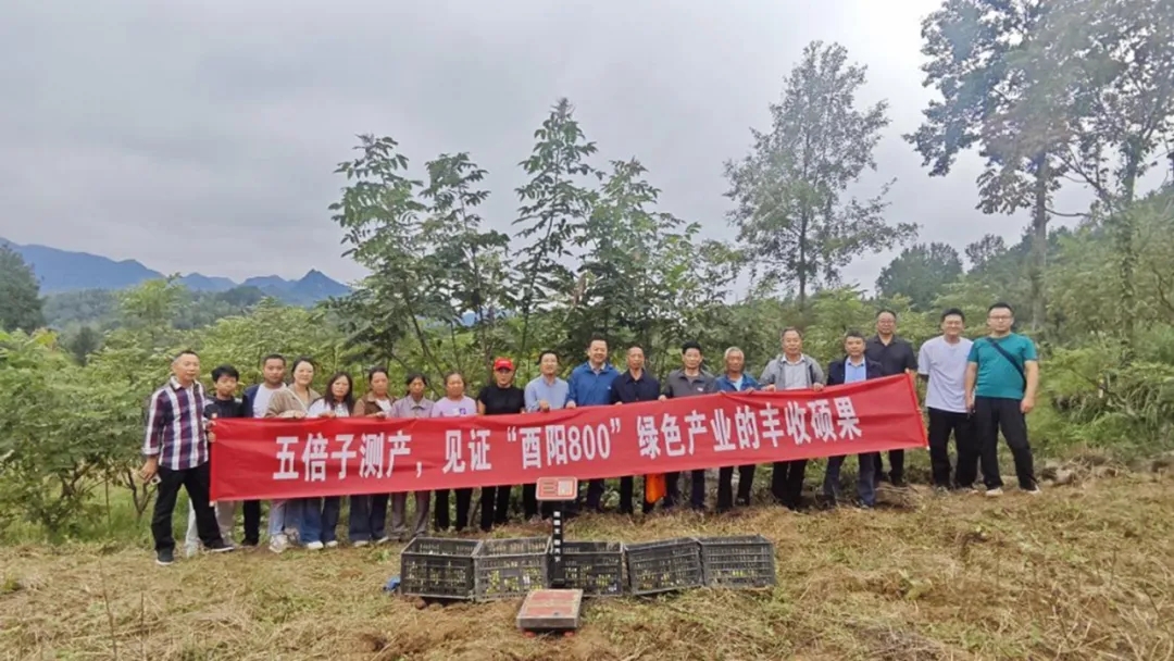 酉深度丨酉阳五倍子:海拔800米的生态富民密码 酉深度丨酉阳五倍子:海拔800米的生态富民密码