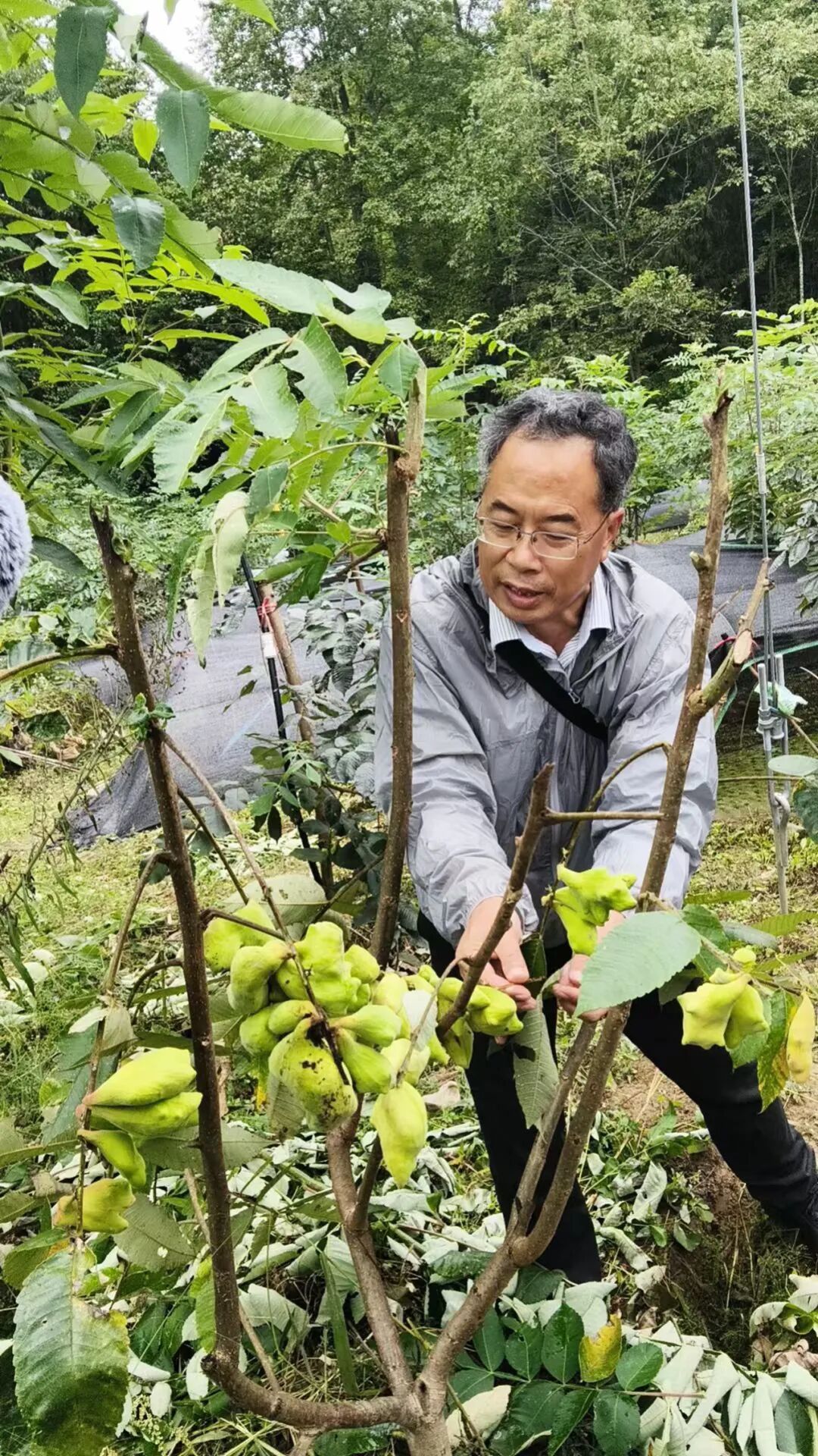 酉深度丨酉阳五倍子:海拔800米的生态富民密码