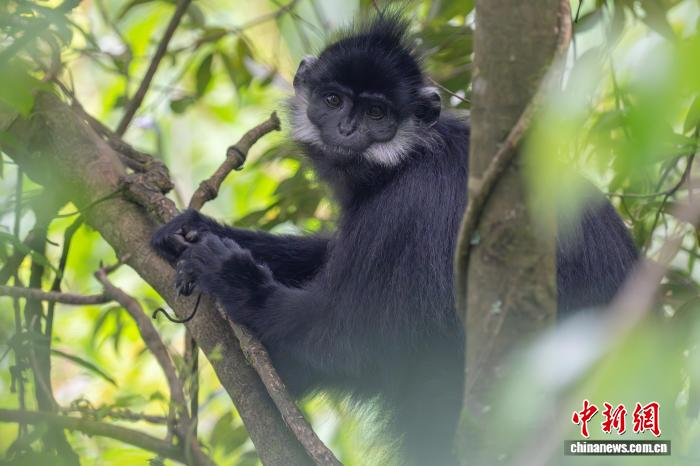 缙云山、金佛山生物多样性观测超级站在重庆揭牌