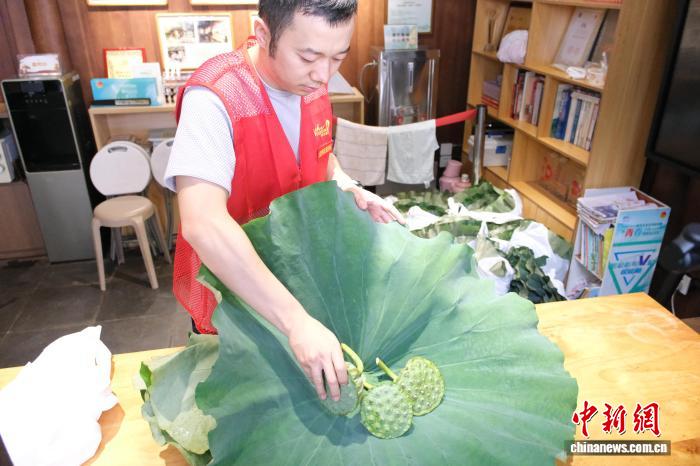 杭州西湖荷香限定“上岸” 荷叶莲蓬开启爱心义卖