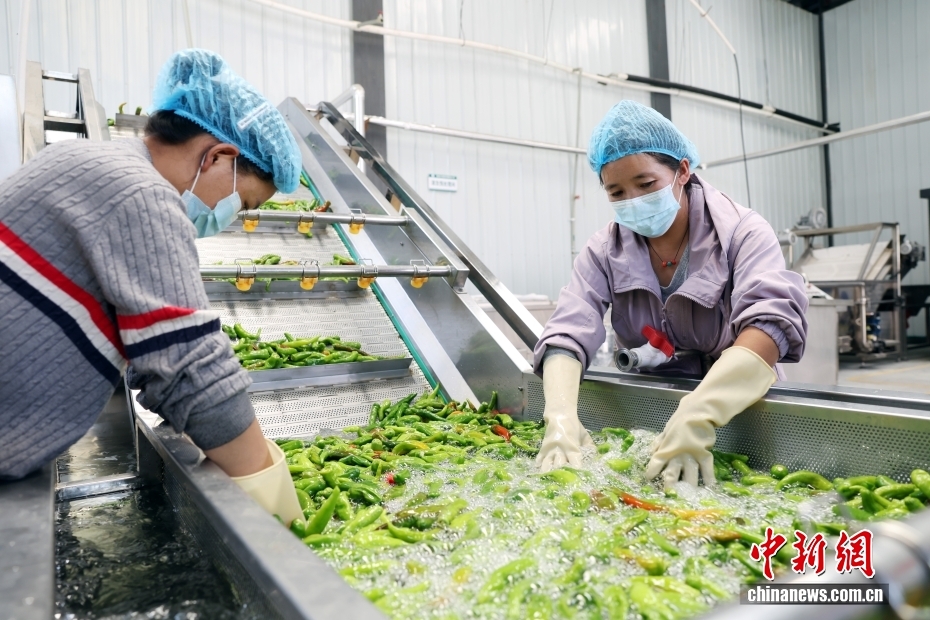 一颗小辣椒串起一条产业链