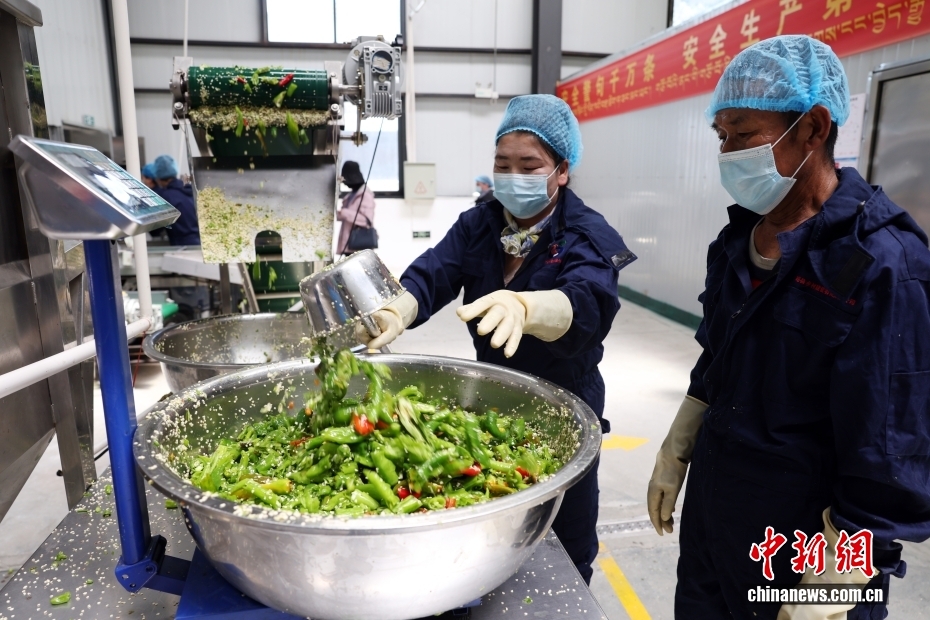 一颗小辣椒串起一条产业链